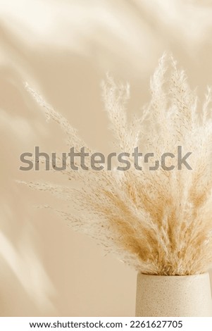 Pampas grass in vase close up with aesthetic warm shadows at the background. Home poster, bohemian style