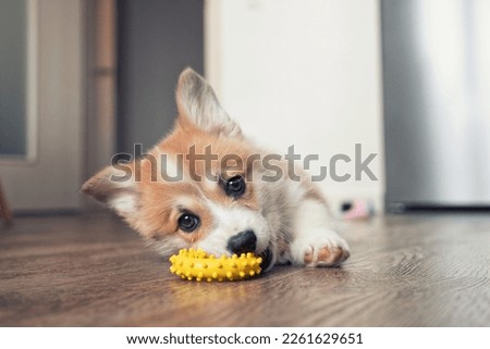 adorable little puppy welsh corgi pembroke laying on the floor and play with toy Royalty-Free Stock Photo #2261629651