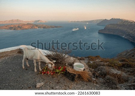 A mountain goat eats watermelon on the Cliffs of Santorini as the sun rises with cruise ships and houses in the background