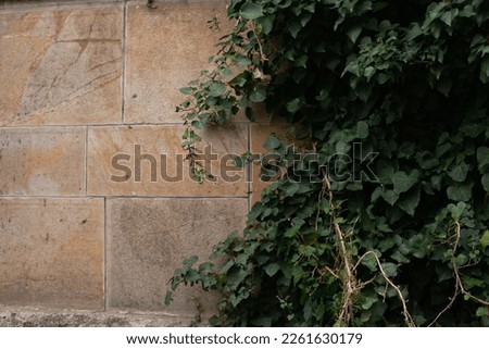 stone wall of castle with green ivy. Copy space left