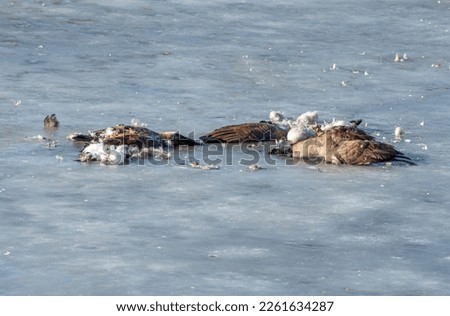 The avian flu is wreaking havoc on not only waterfowl populations but the disease transfers over to the predators and scavengers that feed on them, including eagles. Royalty-Free Stock Photo #2261634287