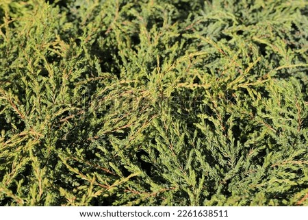 Beautiful juniper in sunny February Royalty-Free Stock Photo #2261638511