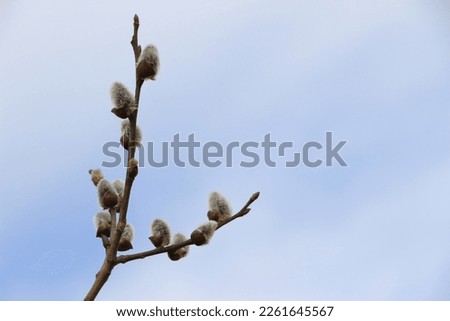 Willow branch. Abstract background in blue and white. Blured backgrjund. Light key. Selective focus. Copy space