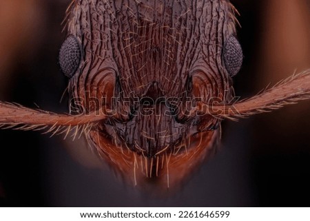 closeup of the head with eyes of the european fire ant, myrmica rubra