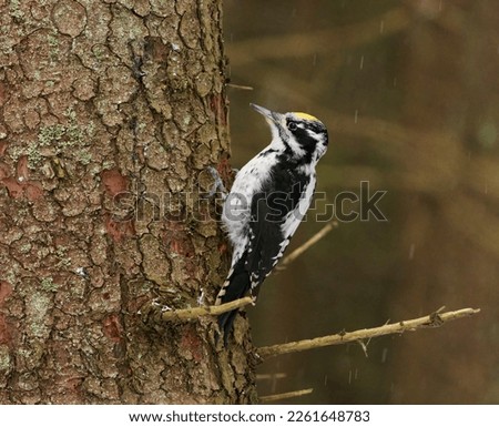 Eurasian three-toed woodpecker (Picoides tridactylus) male in the spruce forest in winter in snowfall.	
 Royalty-Free Stock Photo #2261648783