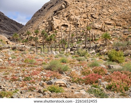 a canyon surrounded on both sides with high rocks, small pools of water, green plants and palm trees, a hiking trail to an oasis, in summer with sunshine and warm weather