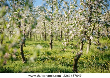 Blossoming apple orchard in idyllic sunny day. Scenic image of trees in charming garden. Agrarian region of Ukraine, Europe. Flowering orchard in spring time. Photo wallpaper. Beauty of earth.