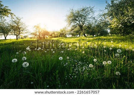 An old apple orchard on a green lawn in sunny day. Scenic image of trees in charming garden. Agrarian region of Ukraine, Europe. Flowering orchard in spring time. Photo wallpaper. Beauty of earth. Royalty-Free Stock Photo #2261657057