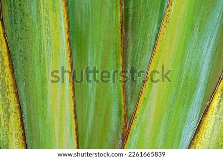 Close up vertical green palm fronds in Bali. Background and wallpaper texture Royalty-Free Stock Photo #2261665839