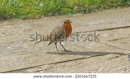 Robin searching for food on the ground in UK