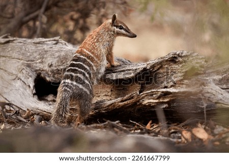 Numbat - Myrmecobius fasciatus also noombat or walpurti, insectivorous diurnal marsupial, diet consists almost exclusively of termites. Small cute animal termit hunter in the australian forest. Royalty-Free Stock Photo #2261667799
