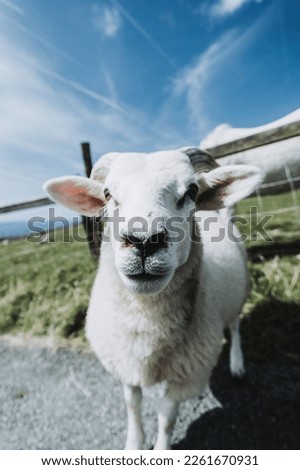 Small white goat, wide angle photo, head facing at camera. Blue sky and fence in background. Goat's eyes are in focus.
