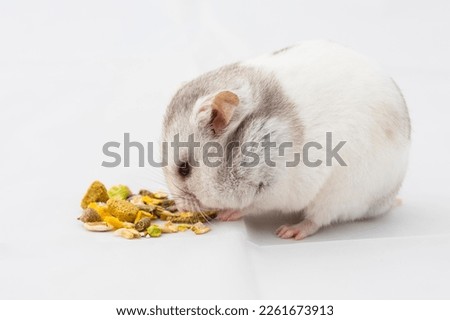 Syrian hamster (Mesocricetus auratus) while eating, captive, studio shot