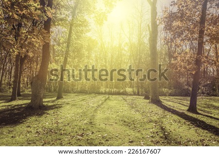 Sunlight in the park - autumn season