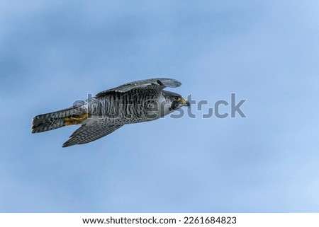 Adult Peregrine Falcon (Hayabusa) is flying calmly in the Sea of Japan background