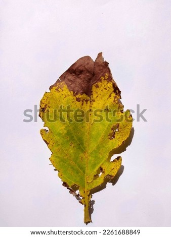 Yellowed teak leaf in white isolation stock photo.