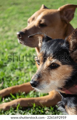Terrier mix mutt puppy dog  Royalty-Free Stock Photo #2261692959