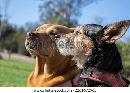 Terrier mix mutt puppy dog  Royalty-Free Stock Photo #2261692965