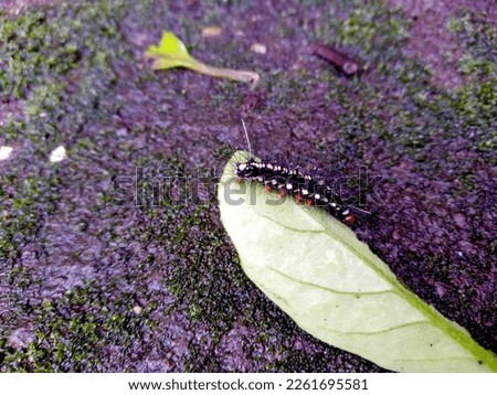 

a leaf-eating caterpillar is resting on a leaf in the mossy yard in the morning

