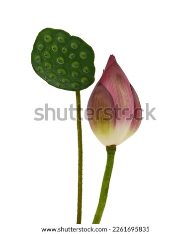 Lotus flower isolated on white background Royalty-Free Stock Photo #2261695835