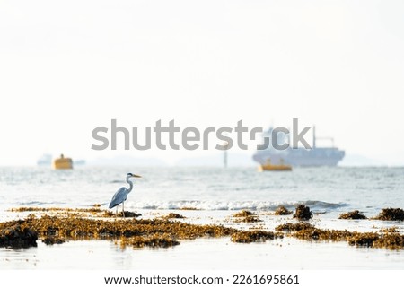 Grey Heron at intertidal wetland with ships in the background