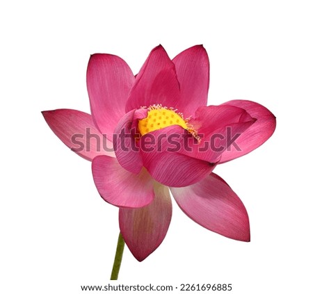 Lotus flower isolated on white background Royalty-Free Stock Photo #2261696885