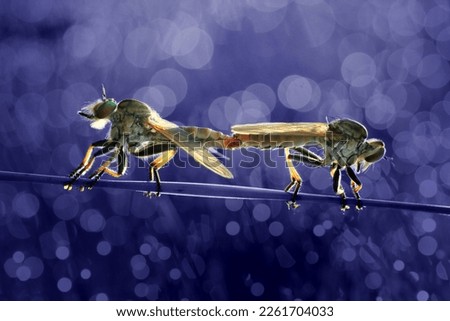 robberfly mating on a blue background