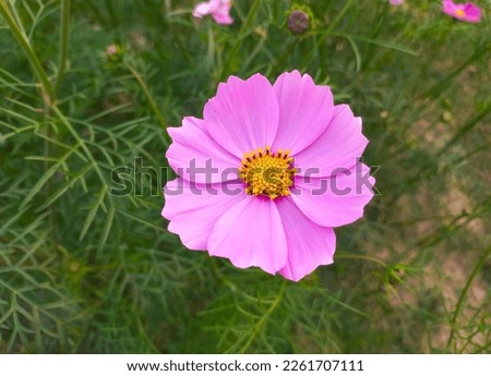Apollo Pink cosmos  Beautiful flowers pictures