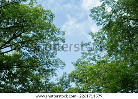 Low angle of colorful upper tree branches reaching for the sky in the morning. Beautiful green trees reaching towards the clouds against blue sky. Treetops with blue sky.