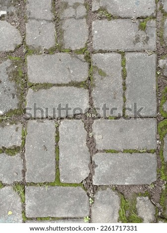 Sidewalk paving stones with moss and soil at the seams