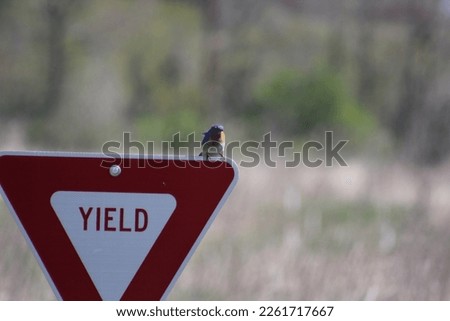 bluebird on a yield sign in a field