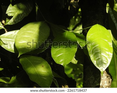 Elements of leaves in the Sumatran jungle
