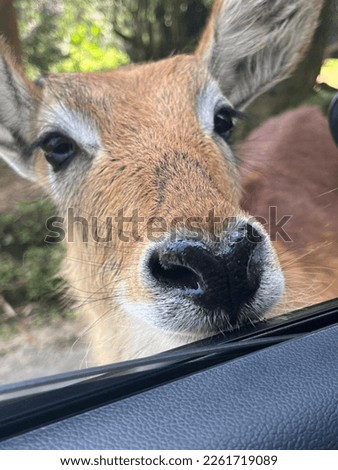 a deer approaching the car window
