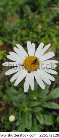 Daisy flower in a home garden with bee 