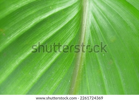 	
closeup nature view of green leaf and palms background