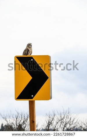 Short-eared owl perched on a yellow and black traffic sign in winter
