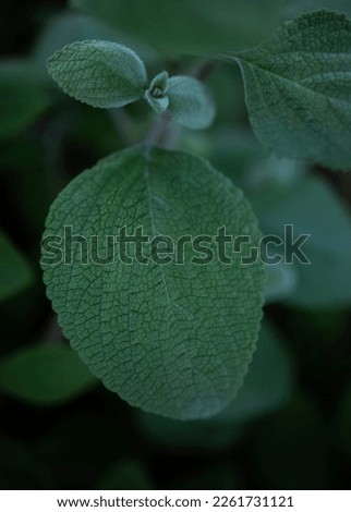 Selective focus on fuzzy plant called Silver Spurflower (Plectranthus argentatus)