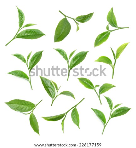 Green tea leaf isolated on white Royalty-Free Stock Photo #226177159