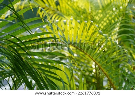 Tropical palm leaves, floral natural pattern background . High quality photo