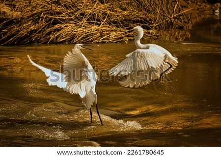 Birds Love Dance on water