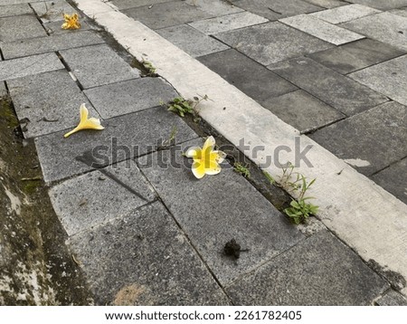 Frangipani flowers fall on the pavement 