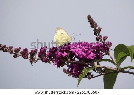 a cabbage white butterfly on a butterfly bush