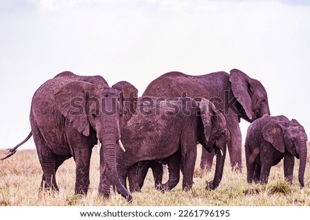 Elephant In the wilderness grassland savannah in Maasai Mara National Game Reserve Park The Great Rift Valley in Narok County Kenya East Africa
