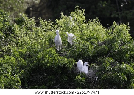  Great Egret Venice Area Audubon Society Florida 