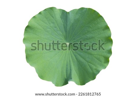 Green leaf of lotus flower
