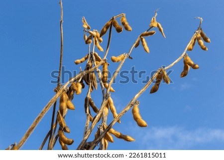 ripe soybean pods on the agricultural field ready to harvest and sky as background. Photo with selective focus and copy space.