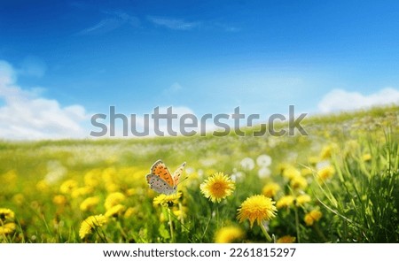 Beautiful spring summer natural landscape with a field of flowering dandelions and butterfly against blue sky with clouds on clear sunny day.