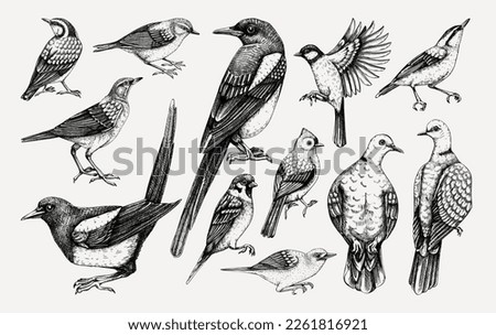 Vector collection of hand-drawn birds illustrations in engraved style. Popular backyard songbirds - magpie, dove, sparrow, great tit isolated on vinatge background. Detailed wildlife drawings set. 