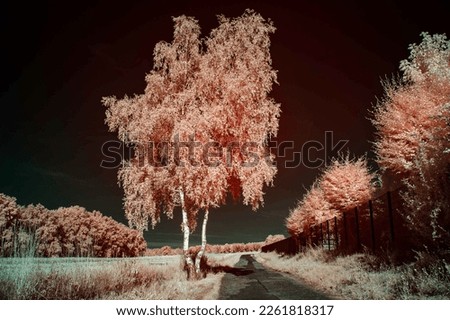 infrared photography of a birch tree and a village at night road fantastic imaginary landscape of alien planet