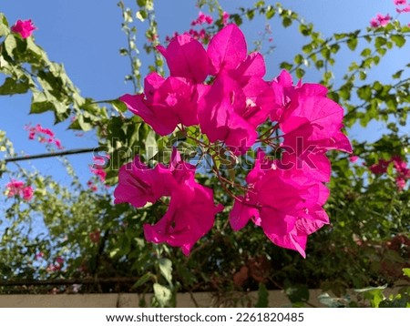 pink flower images in daylight. flowers with green plants in the garden